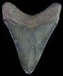 Juvenile Megalodon Tooth #62043-1